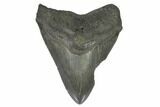 Bargain, Fossil Megalodon Tooth - South Carolina #124752-1